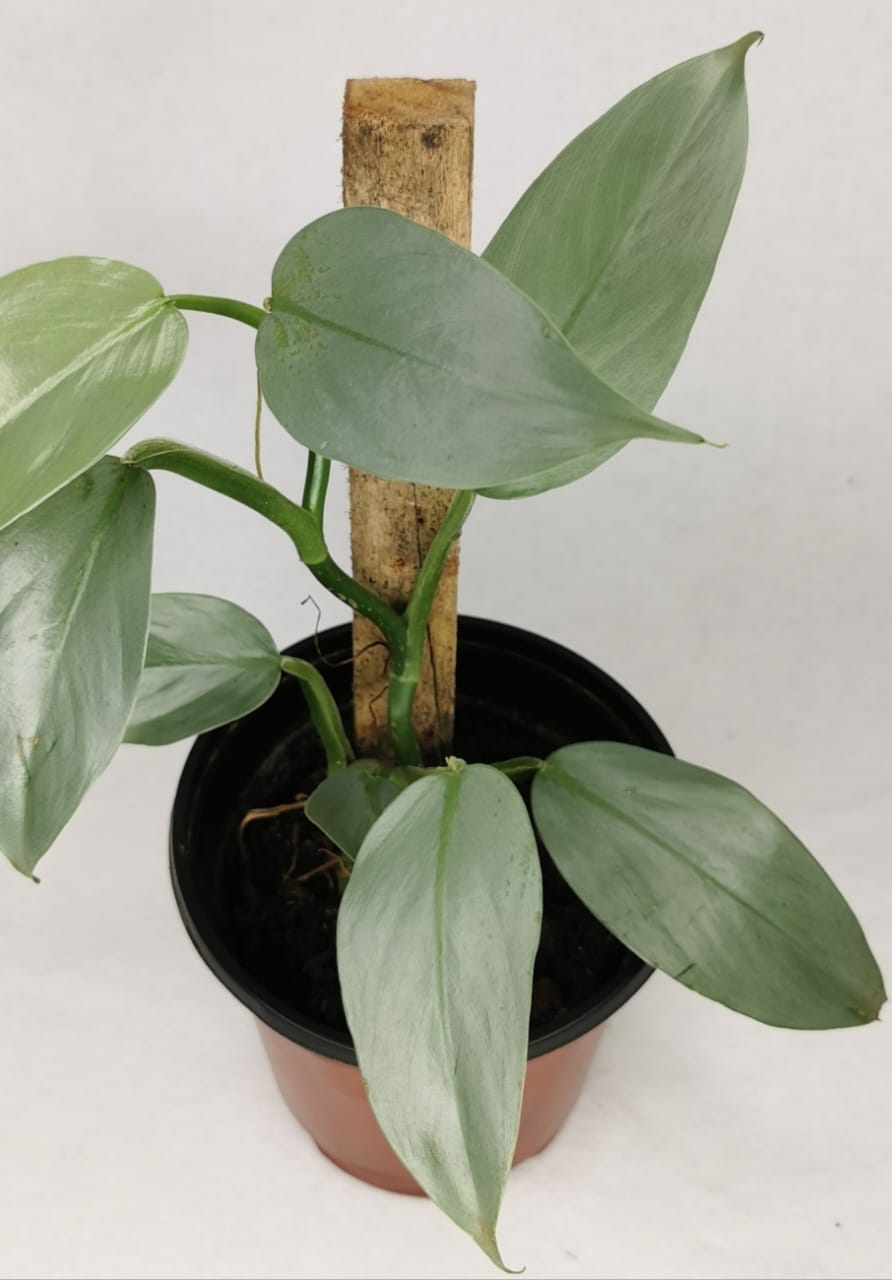Philodendron Silver